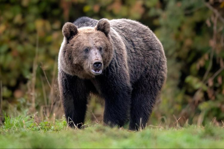 Juhászra támadt egy medve az erdélyi Maros megyében