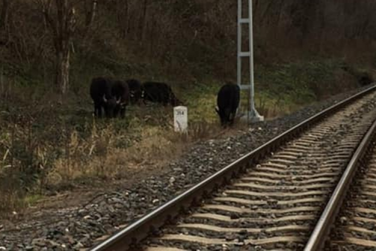 Fekete bivalyok kószáltak el Balatonakarattyán